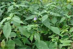 Stenosiphonium cordifolium